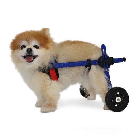 roulettes pour chien handicape occasion